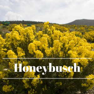 Honeybusch